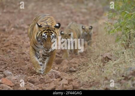 Wild Indian Tiger mother with her young cubs, walking on a hilly forest path in Ranthambore national park in Rajasthan, India Stock Photo