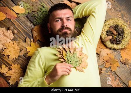 Hipster with beard enjoy season hold autumn leaves bouquet. Fall and autumn season concept. Fall atmosphere attributes. Man bearded calm face lay on Stock Photo