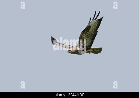 Buzzard in flight(Buteo buteo) Mid Wales BI003086 Stock Photo
