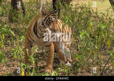 Royal Bengal tiger carrying spotted deer calf in mouth, Ranthambore National Park, Wildlife Sanctuary, Ranthambhore, Sawai Madhopur, Rajasthan, India, Asia Stock Photo