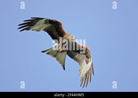 Red Kite in flight(Milvus milvus) Gigrin Farm Wales BI003141 Stock Photo