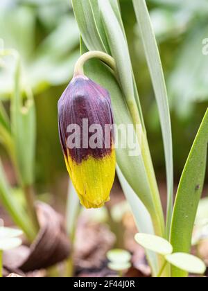 A close up of a single brown and yellow flower of Fritillaria michailovskyi Stock Photo