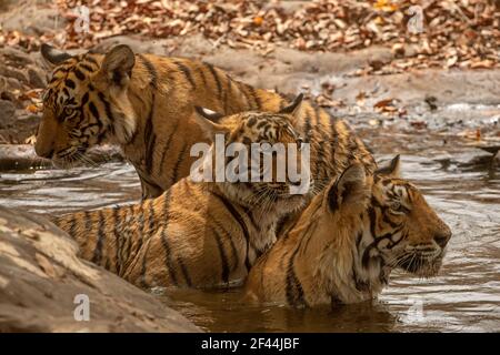 Three Royal Bengal Tigers sitting waterhole, Ranthambore National Park, Wildlife Sanctuary, Ranthambhore, Sawai Madhopur, Rajasthan, India, Asia Stock Photo
