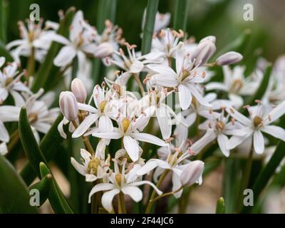 A close up of the pink flowers of Scilla luciliae Stock Photo