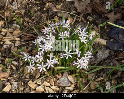 A clump of the pink scilla Scilla luciliae flowering on the edge of a border Stock Photo