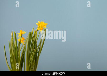 Daffodil isolated on blue background for celebration design. Spring concept. Minimal floral concept. Copy space. Stock Photo