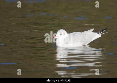 Black Headed Gull - Winter PlumageLarus ridibundus Sussex, Uk BI006707 Stock Photo