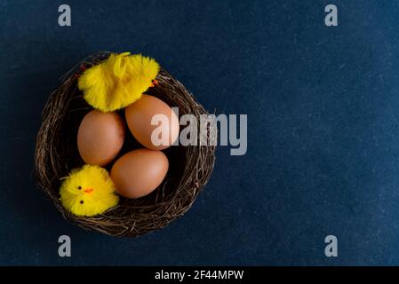 top view of easter eggs inside nest with birds on dark black background. isolated concept of easter with copy space Stock Photo