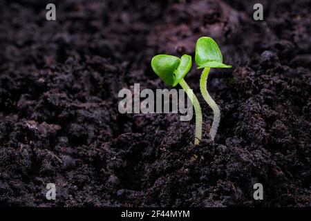 Close-up of basil sprouts. Macro of growing basil seedlings. Vegan and healthy eating concept. Sprouted seeds, micro greens. Stock Photo