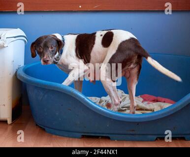 A closeup of a German shorthaired pointer dog in his bed Stock Photo