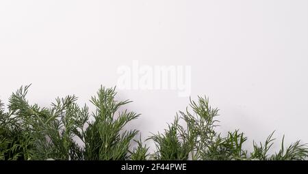Fresh dill from the bottom on a white background. Space for the text. Stock Photo