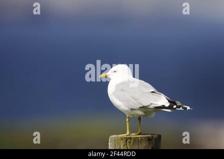 Common Gull - On PostLarus canus Yell Shetland, UK BI010327 Stock Photo