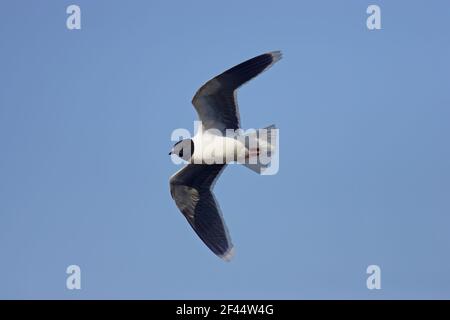 Little Gull - In FlightLarus minutus Hailuoto Island, Finland BI014552 Stock Photo