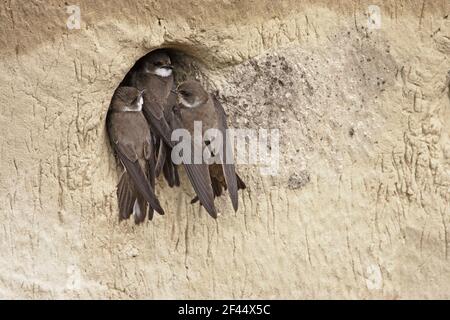 Sand Martin - pair defending nest site against another birdRiparia riparia Hungary BI19837 Stock Photo