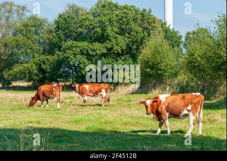 Milchkühe auf einer Weide eines Bauernhofes in Schleswig-Holstein Stock Photo