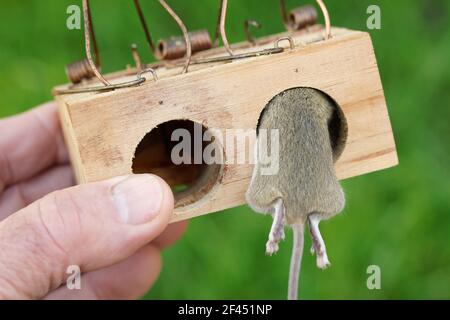 Mouse in a trap. Stock Photo