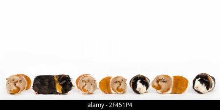 Lot of friendly domestic guinea pigs in a row, cavy on white background. Lot of room for text. Stock Photo