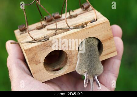Mouse in a trap. Stock Photo