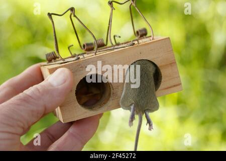 Mouse in a trap. Stock Photo