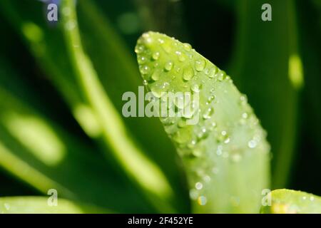 Hyacinthus leaf with droplets. Stock Photo