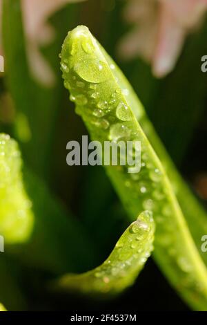 Huacinthus leaves with droplets. Stock Photo