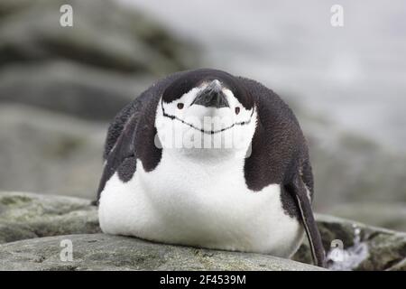 Chinstrap Penguin - Resting Pygoscelis antarctica Ronge island Antarctic Penninsular BI007666 Stock Photo