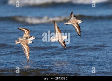 Flock of sanderlings (Calidris alba) in winter plumage flying over ocean, Galveston, Texas, USA. Stock Photo