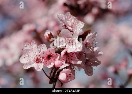 Myrobalan plum. Flowers of Prunus pissardii Stock Photo