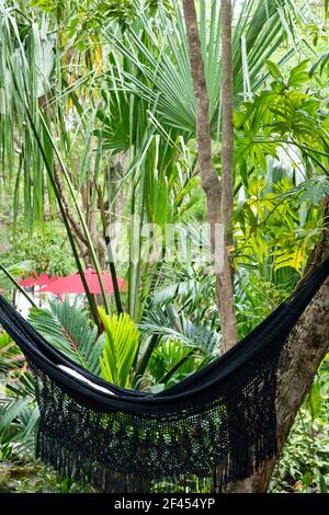 A black Hammock hangs from two trees in a tropical garden in Mexico. Exotic plants and trees in the background. Concepts of travel and adventure Stock Photo