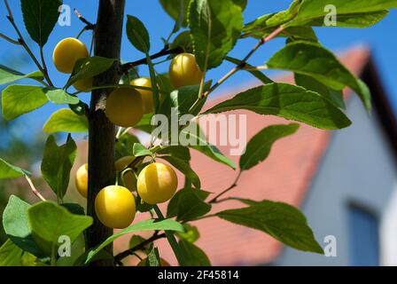 Ripe mirabelle plums on the branch, close-up Stock Photo