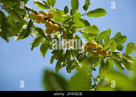 Ripe mirabelle plums on the branch against a blue sky Stock Photo
