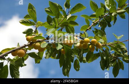 Ripe mirabelle plums on the branch against a blue sky Stock Photo