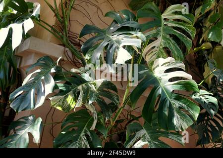 A fully grown variegated Monstera Albo Borsigiana plant Stock Photo