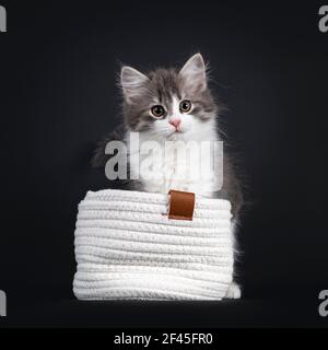 Cute blue and white Siberian cat kitten, sitting in lilltje white bag. Looking towards camera. Isolated on black background. Stock Photo