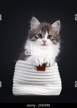 Cute blue and white Siberian cat kitten, sitting in lilltje white bag. Looking towards camera. Isolated on black background. Paws playful on edge of b Stock Photo