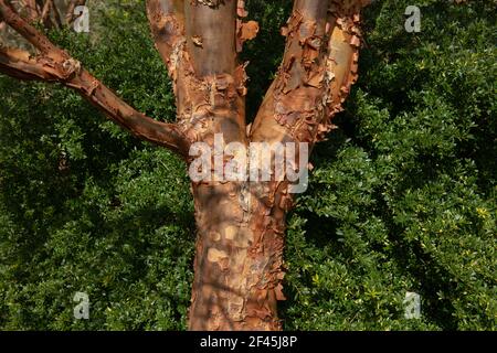 Distinctive Peeling Brown Bark on the Trunk of a Paperbark Maple (Acer griseum) with a Green Hedge Background in a Garden in Rural Devon, England, UK Stock Photo