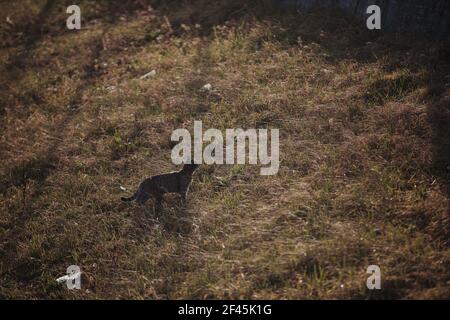 A domestic cat hunting in a park Stock Photo
