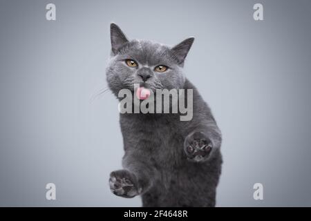 6 month old blue british shorthair kitten licking invisible window glass with copy space Stock Photo