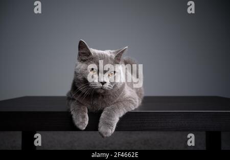 6 month old blue british shorthair kitten lying on front resting on wooden table Stock Photo