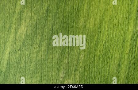 Green grass field texture background above drone top view Stock Photo