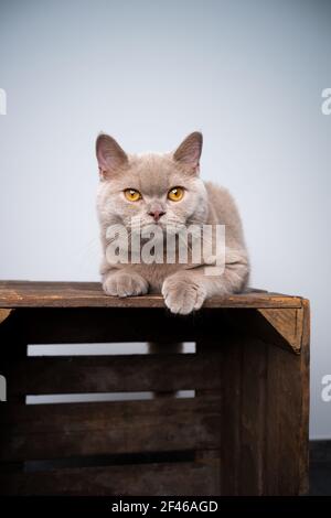 6 month old lilac british shorthair kitten resting on wooden crate with copy space Stock Photo