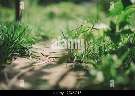 Rustic Old gray wooden background. Wood textured planks. Stock Photo