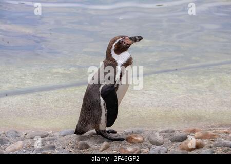 upright posture of the penguin Stock Photo