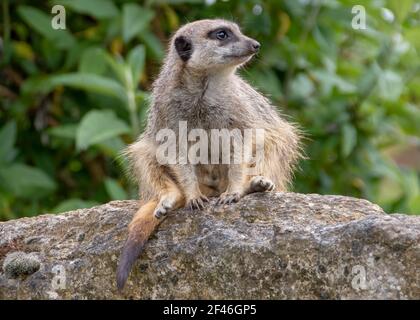 meerkat sittting on a rock keeping watch Stock Photo