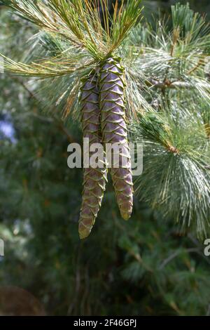 pine cones growing ready to be decorated for christmas decorations Stock Photo