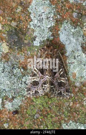 Lychnis Moth Hadena bicruris Essex, UK IN000406 Stock Photo