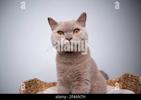 cute 6 month old lilac british shorthair kitten sitting on pet bed looking at camera Stock Photo