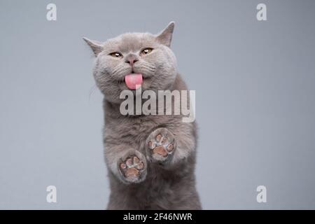 6 month old lilac british shorthair kitten licking invisible window glass with copy space Stock Photo