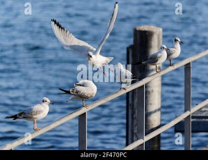 many seagulls sitting on a railing, one bird flying away with wide spread wings, camera focus strongly concentrated on the center of the picture, by d Stock Photo