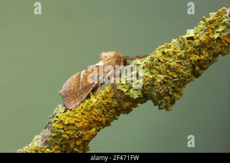 Orange Swift Male Hepialus sylvina Essex, UK IN000444 Stock Photo